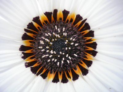 Flower Symmetry by CV (Fiorano)