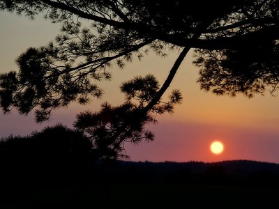 Sunset through the Pines  by Judyjo