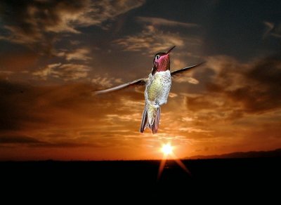 A Hummingbird at sunset  by BobMyers1