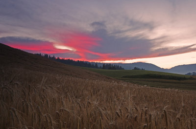 Sunrise over the wheat fields