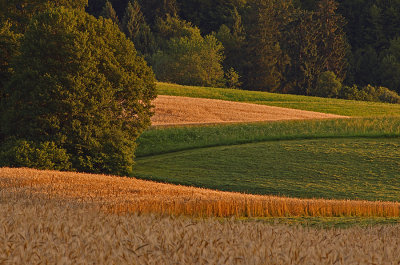 Fields near Champoz in the morning light.