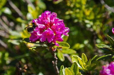 Alpine Rhododendrons