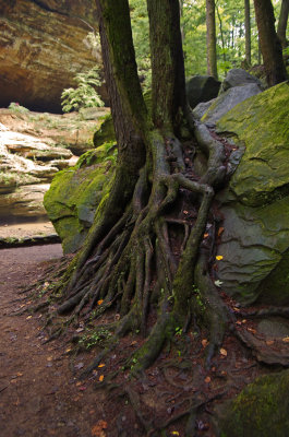 Roots..... in the Old Man's Cave canyon.