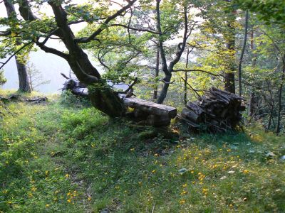 Bench carved out of a fallen tree at the edge of the Gorge du Pichoux