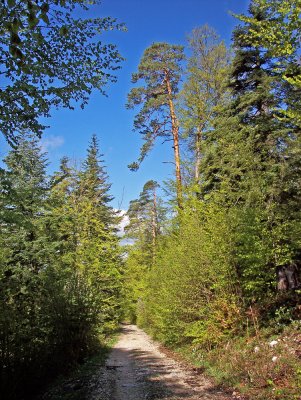Gorges du Pichoux, Jura