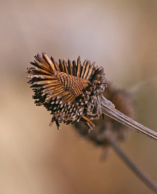 Purple cone flower