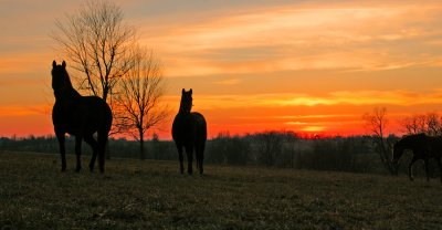 Bluegrass sunset