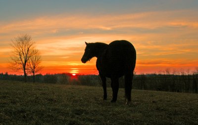 Bluegrass sunset