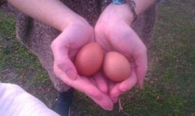 our first eggs