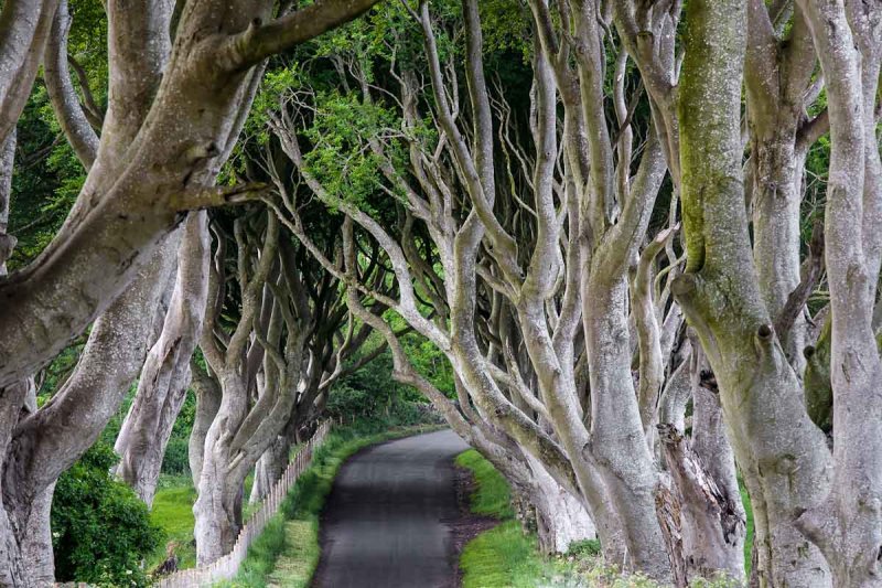 Dark Hedges