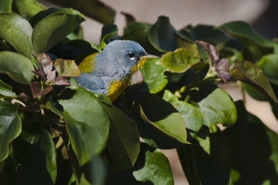 Northern Parula