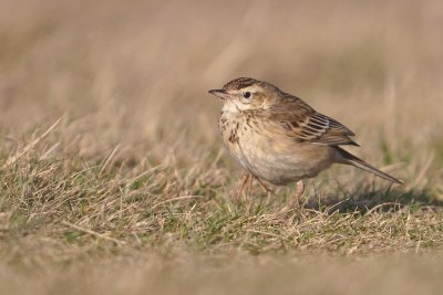 Richards Pipit