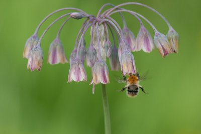 Common Carder Bee