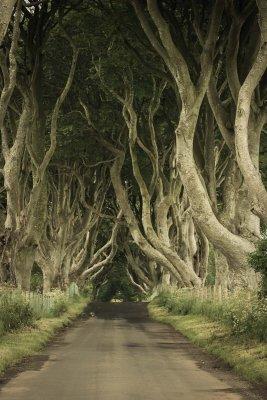 Dark Hedges