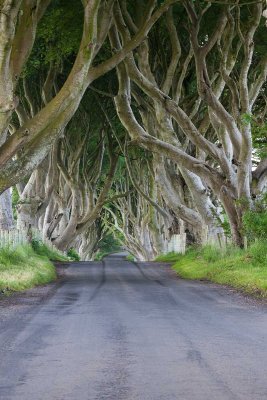 Dark Hedges