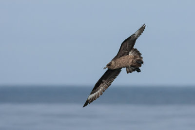 Great Skua