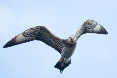 Arctic Skua