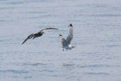 Arctic Skua chasing Kittiwake