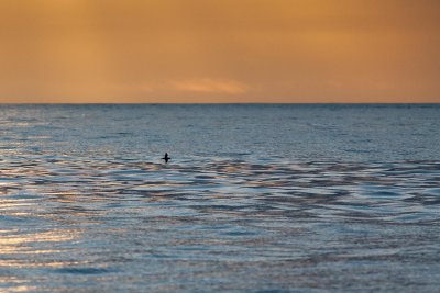 Manx in dawn light