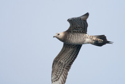 Arctic Skua