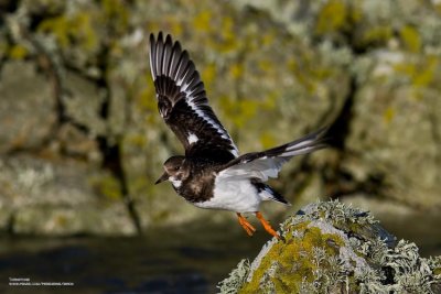 Ruddy Turnstone