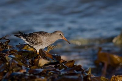 Purple Sandpiper