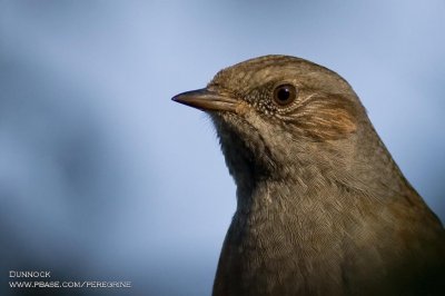 Dunnock