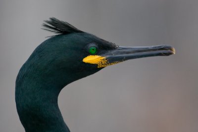 Shag Portrait