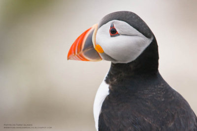 Puffin