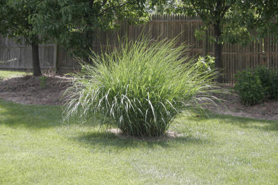 Variegated ornamental grass