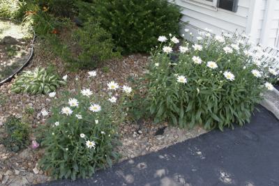 Daisies, from a roadside a few years ago.