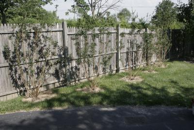 Five forsythia bushes, recently planted