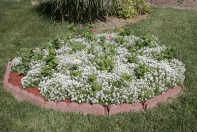 A bed of allysum with zinnias