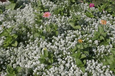Zinnias are from Burpee seeds. Just starting to bloom