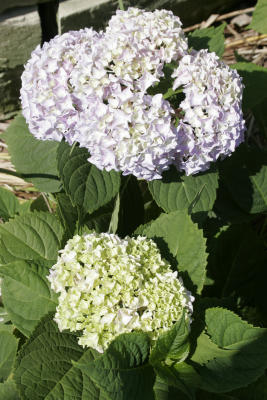 Hydrange macrophylla, variety Nikko Blue