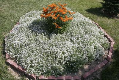 A bed of allysum with butterfly weed, asclepias tuberosa.