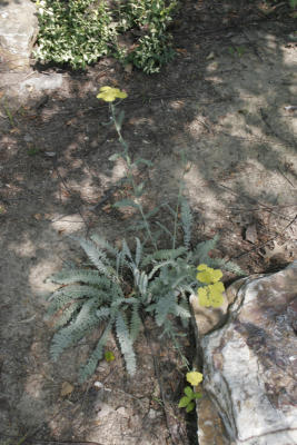 A couple of yellow yarrow plants.
