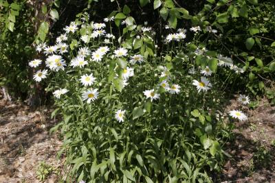 Daisies