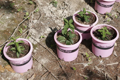 Forsythia, started from cuttings
