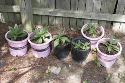 Small hydrangea, Nikko Blue, from shoots that emerged near the parent plants.