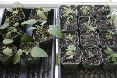 Hydrangea cuttings and yarrow seedlings.