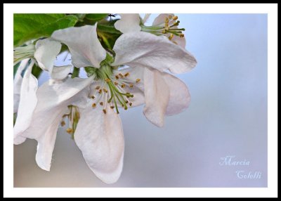 APPLE BLOSSOM_7177-L.jpg