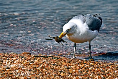 SEAGULL AND CRAB_9446.jpg
