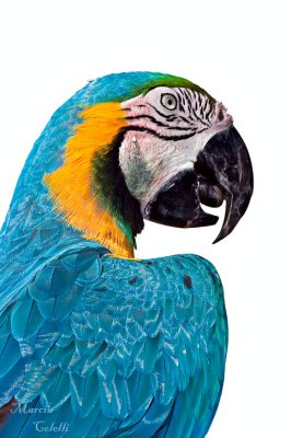 PARROTS AND MACAWS