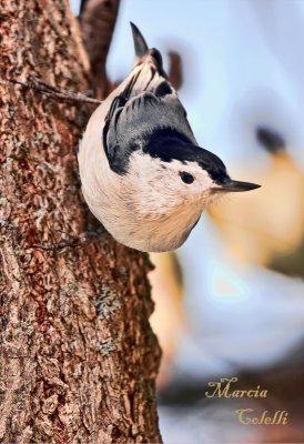 WHITE BREASTED NUTHATCH_2053.jpg