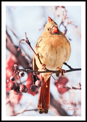 CARDINAL FEMALE_2742.jpg