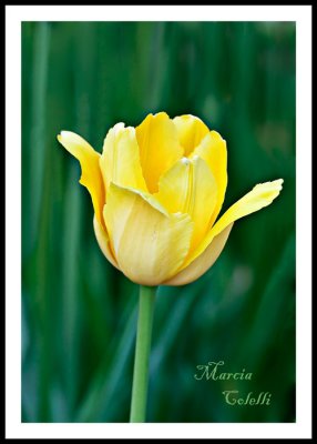 YELLOW TULIP_2174.jpg