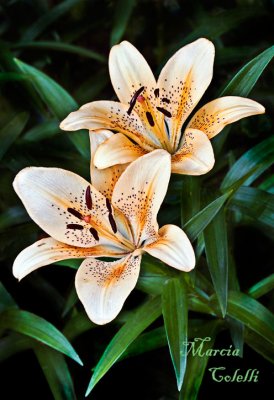 ASIATIC LILY_0479.jpg