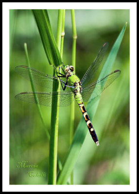 EASTERN PONDHAWK DRAGONFLY-_0085.jpg