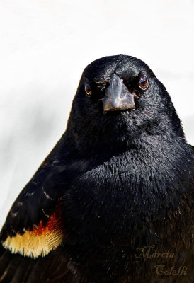 RED-WING-BLACKBIRD_3009.jpg